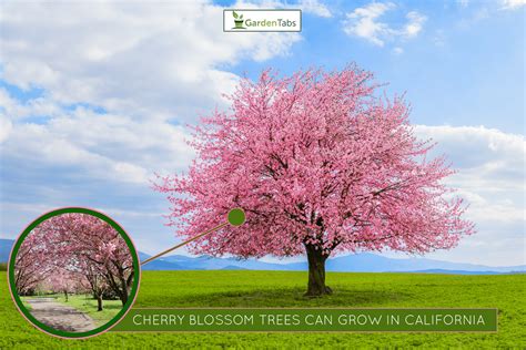 Can Cherry Blossom Trees Grow In California