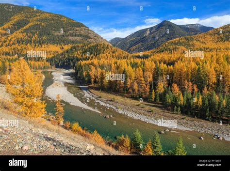 fall colors along the middle fork flathead river on the border of
