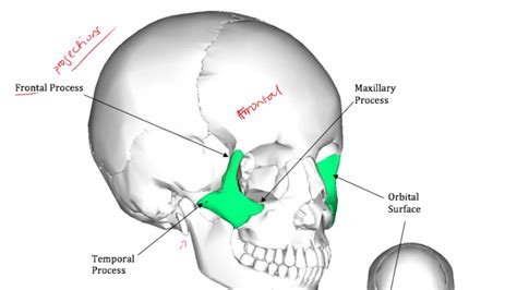 Temporal Process Of Zygomatic Arch