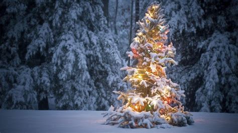 Christmas Tree Forest Garlands Winter Snow Snowy Christmas Tree