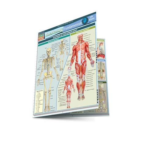 Quickstudy Anatomy Fundamentals Life Science Laminated Study Guide
