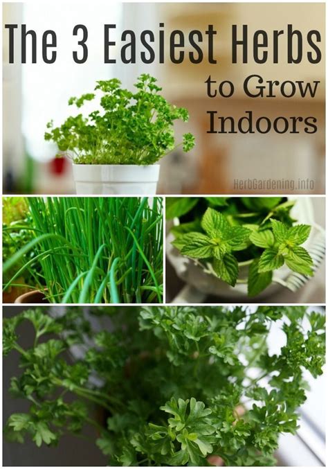 The 3 Easiest Herbs To Grow Indoors Easy Herbs To Grow Growing Herbs