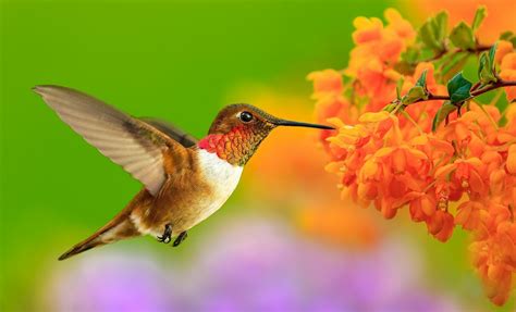 Download Animal Hummingbird Hd Wallpaper