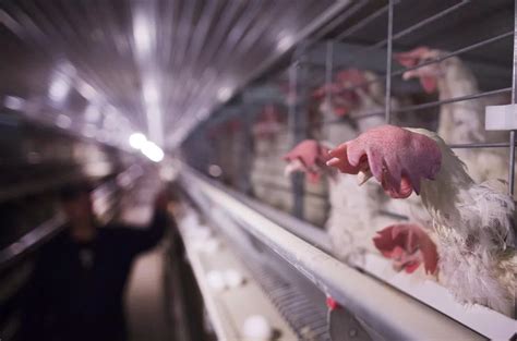 Canadian Federation Of Humane Societies Lauds New Code For Egg Laying Hens Battlefordsnow