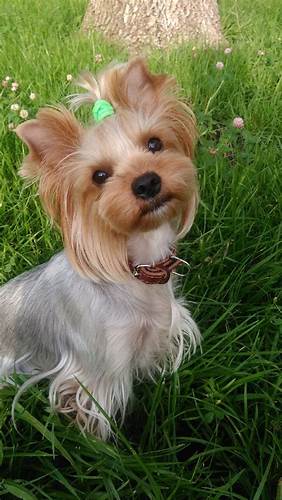 Мышка | Пикабу Картинка - Мышка | Пикабу