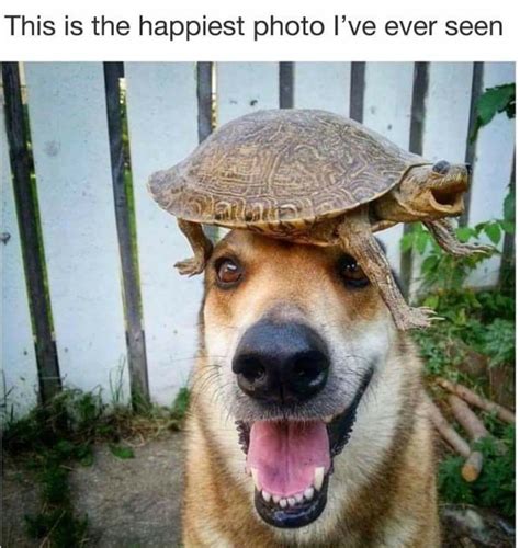 Happy Doggo Meme By Audilover23 Memedroid