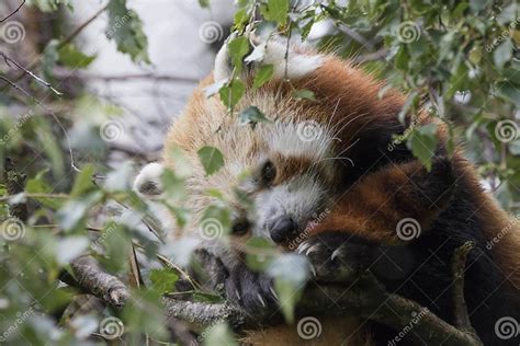 Ailurus Fulgens Red Panda Bear Posing Full Face Stock Photo Image Of