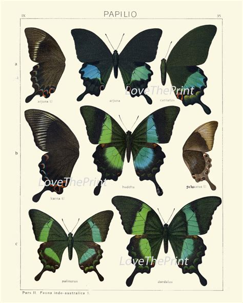 Butterfly Print Seitz Botanical Art Print 6 Beautiful Blue Etsy