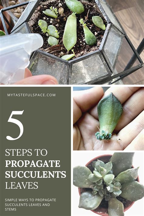 Trova immagini stock hd a tema propagation pencil cactus euphorbia glass root e milioni di altre foto, illustrazioni e contenuti vettoriali stock royalty free nella vasta raccolta di shutterstock. Propagating Succulents Leaves and Stems in 5 Simple Steps ...