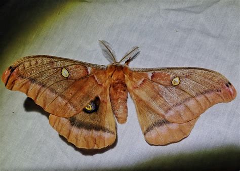 antheraea polyphemus polyphemus moth 10 000 things of the pacific northwest