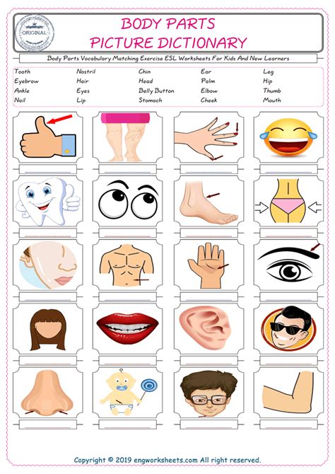 3 body parts exercises and worksheets. Body Parts ESL Printable Picture English Dictionary ...