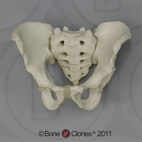 Human Male Adult Pelvis Articulated Bone Clones Inc Osteological