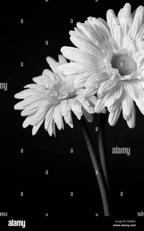 Bunch Of Fresh Flowers Black And White Stock Photos And Images Alamy