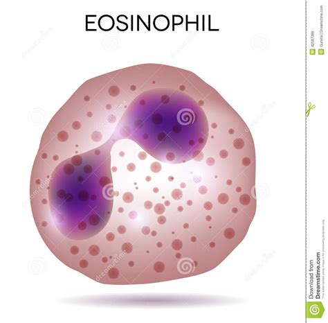 Blood Cell Eosinophil Stock Vector Image 42587388