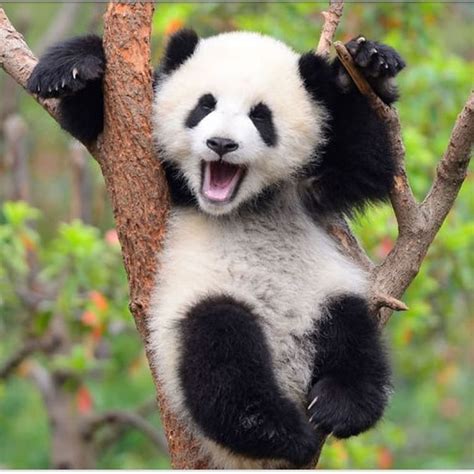 Cute Panda Bear Sitting In A Tree
