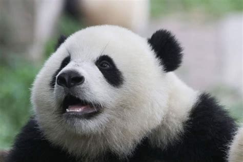 Pin By Patnida Panda On Chongqing Zoo Giant Pandas Panda Bear Cute