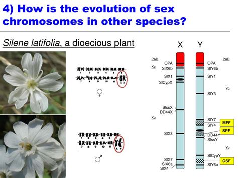 Ppt The Evolution Of Sex Chromosomes From Humans To Non Model Organisms Powerpoint