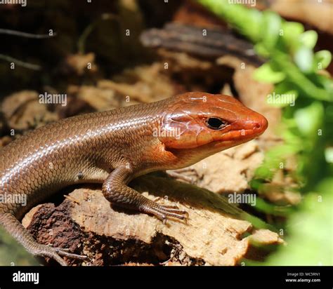 This Male Broad Headed Skink Will Attract Many Females Since They
