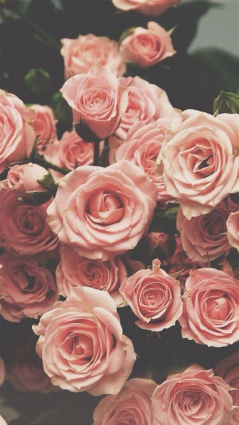 Blush Pink Roses Flores Bonitas Iphone De Fundo Planos De Fundo