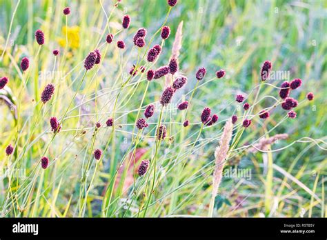 Blooming Flowers Of Burnet On The Natural Background In The Meadow