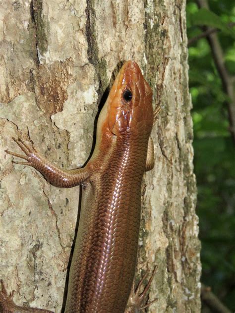 Maryland Biodiversity Project Common Five Lined Skink Plestiodon