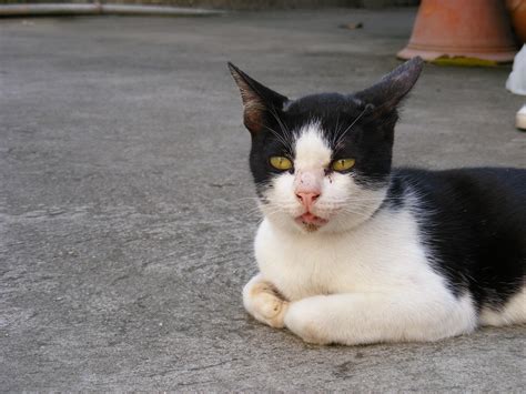 2560x1440 Wallpaper White And Black Short Fur Cat Peakpx