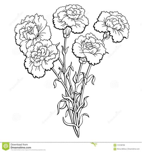 Three Carnations On A White Background In Black And White Stock Photo