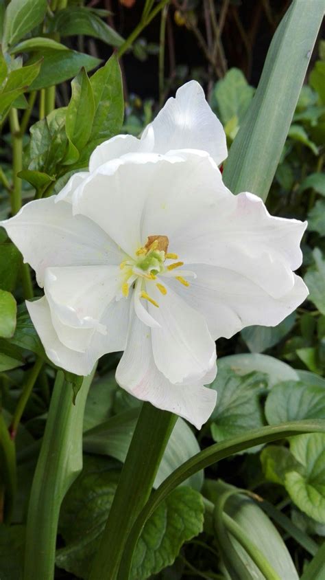 Tulipano | Plants, Flowers