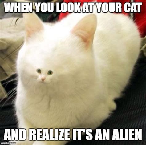 Cats Weird Memes And S Imgflip
