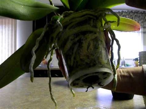 The older growth should go toward the bottom of the pot, with the newer growth. REPOTTING ORCHID: WHEN, WHY, HOW. - YouTube