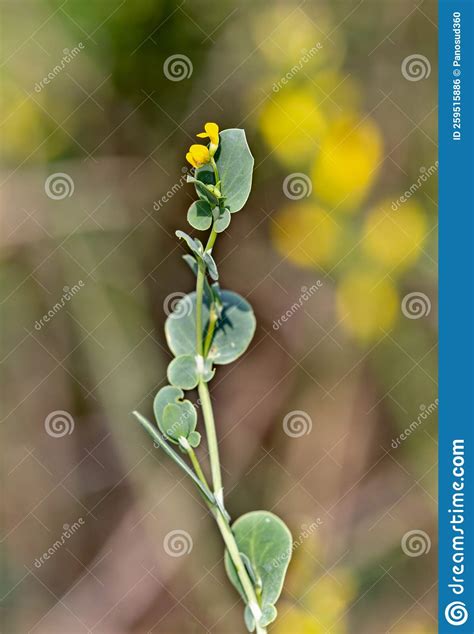 Macro Photography Of A Wild Flower Coronilla Scorpioides Stock Photo