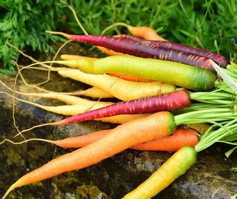 How To Grow Carrots In Raised Beds And 4 Varieties To Try