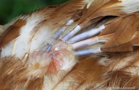 Natural Chicken Keeping Molting Season Fewer Eggs And Fewer Feathers