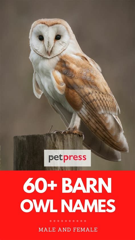 60 Barn Owl Names The Best List Youll Ever Find