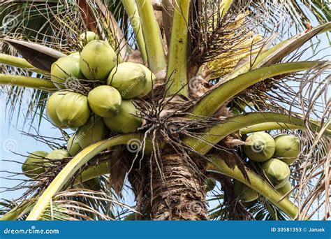 Coconut Tree Stock Image Image Of Gourmet Concept Floral 30581353