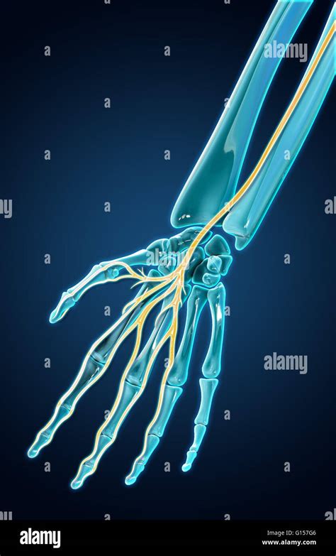 A 3d Model Of The Wrist And Median Nerve The Median Nerve Passes