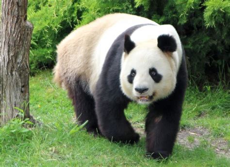 Panda Geant Taille Description Biotope Habitat Reproduction