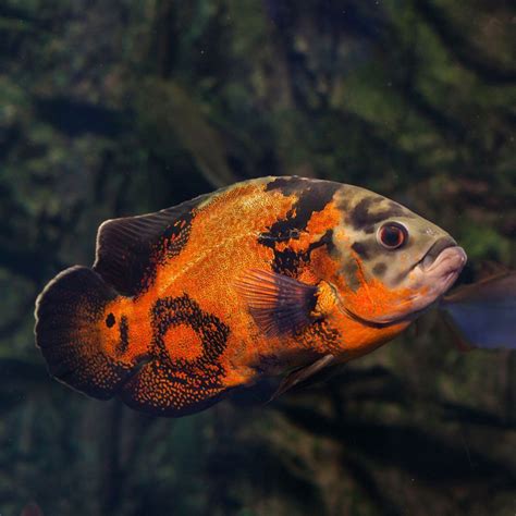 Oscar Fish Species Overview Care And Breeding Guide