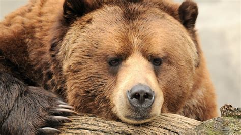 Bears Nature Animals Closeup Face Claws Wallpapers Hd Desktop