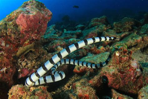 Classification Of Sea Snakes My Animals