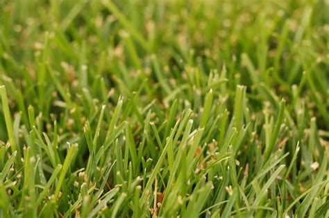 Why Your Lawn Is Yellow And How To Fix It Stewarts Lawn