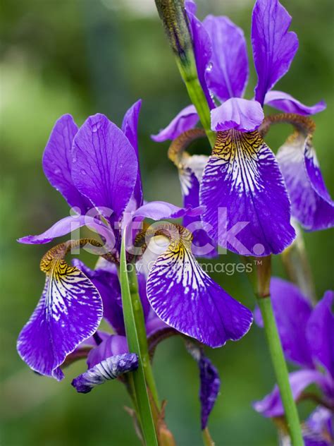 Violet Irises Stock Photo Royalty Free Freeimages