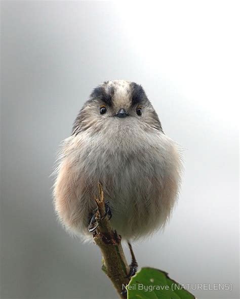 17 Best Images About Fat Birds On Pinterest Posts Feathers And Minis