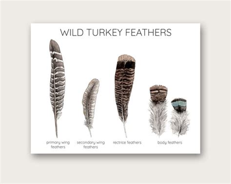 wild turkey feathers art print etsy