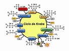 Ciclo de Krebs | ¿ Qué es y cómo funciona? Te lo explicamos todo