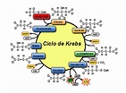 Ciclo de Krebs | ¿ Qué es y cómo funciona? Te lo explicamos todo