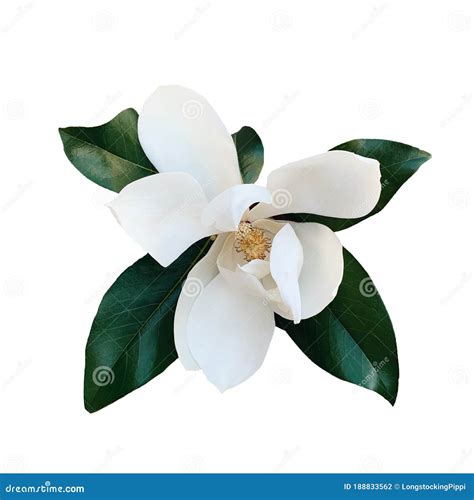 Beautiful Fresh White Magnolia Flower With Green Leaves In Full Bloom