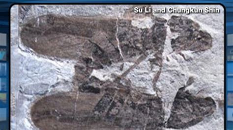 Video Fossils Caught Having Sex Abc News