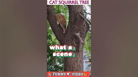 Cat And Squirrel Playing Cat Squirrel Tree Squirrel Fear To Catcat