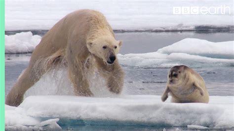 Hungry Polar Bear Ambushes Seal The Hunt Bbc Earth Youtube